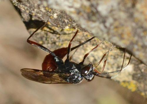Cryptinae